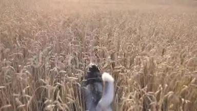 日落时分，西伯利亚哈士奇狗在草地上快速穿过金色小穗。 小动物慢跑